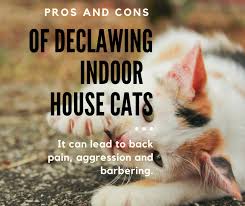 If you're consider declawing your cat, have a chat cat declawing is for the convenience of the owner. Pros And Cons Of Declawing Your Indoor House Cat Hubpages