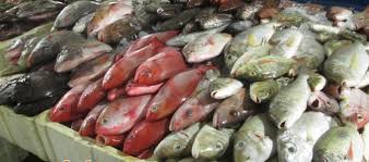 Ingatkan sama saja hihi rupanya berbeza. Panduan Mengenali Ikan Yang Selalu Dijual Di Pasar Bahagian 1 Iluminasi