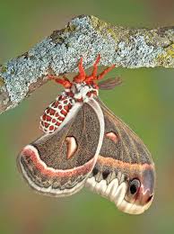 Image result for Cecropia