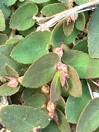 Image result for Euphorbia thymifolia