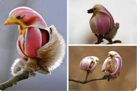 However, take a look at the blossom in the center of the picture. The Yulan Magnolia Blossoms Look Like Little Birds Interestingasfuck