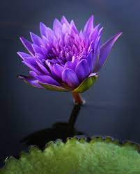 Dave S Travel Corner Davedtc Tvitter Have You Been To Bangkok Time To Visit Thailand Bangkok Is One Of Amazing Flowers Beautiful Flowers Water Lilies