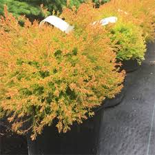 Image result for Hetaeria occidentalis