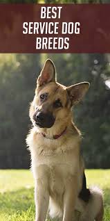 Pin On Gooddog Blog Tips Caring For Your Pet