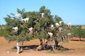 Résultat de recherche d'images pour "goats in argan tree"
