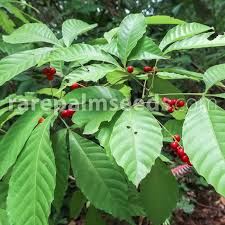 Image result for Allophylus