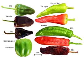 Pdf drive is your search engine for pdf files. Scielo Brasil Seed And Seedling Quality Of Three Chilis Capsicum Annuum L Native To Oaxaca Mexico Seed And Seedling Quality Of Three Chilis Capsicum Annuum L Native To Oaxaca Mexico
