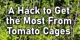 Explore a wide range of the best cage tomato on besides good quality brands, you'll also find plenty of discounts when you shop for cage tomato during big. A Quick Easy Hack For Using Tomato Cages Thistle Downs Farm