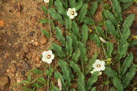 Image result for Xenostegia alatipes