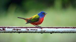 As one of the smallest parrots, budgies come in an array of colors, and they can learn to talk. Small Colorful Bird P950 Nikon Coolpix Talk Forum Digital Photography Review