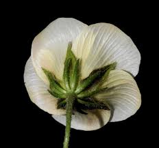 Image result for Hibiscus aethiopicus