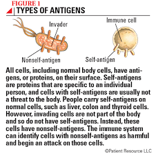 Understanding The Immune System Sitc Connected