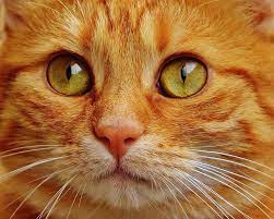 free image on pixabay cat red cute mackerel tiger ryzhie polosatye koshki ryzhie koshki polosatye koshki