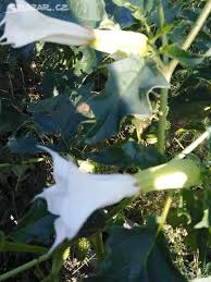 Image result for durman obecný květ