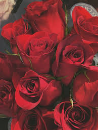 Die hochzeit gifs animationen und grafiken können sie beispielsweise für einladungskarten, grusskarten oder ihre webseite verwenden. Roses Are My Favourite Blumen Hintergrund Iphone Rosen