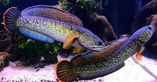 Dan kalaupun ada, pasti dibandrol dengan harga yang. Yuk Pelihara Ikan Hias Predator Yang Eksotis Popmama Com