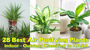 28 Best Air Purifying Plants For Indoor Outdoor Classified To Nasa Plants Best Air Purifying Plants Cool Plants