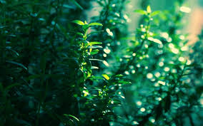 We hope you enjoy our growing. Nature Green Aesthetic Background 1366x768 Wallpaper Teahub Io
