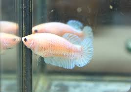We are able to deliver this fancy green halfmoon female betta to any address within singapore. Dragon King Halfmoon Betta Female Female Betta 26 Pastel Flickr