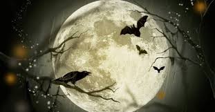 深夜のゴキブリ騒動〜ヤツに情けは必要か?｜仲川光🌸