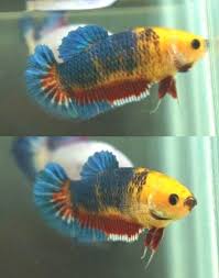 Black And Yellow Fish Freshwater Live Betta Fish Hmplkt Yellow Blue Black Red Vice Versa New Female Import Betta Fish Betta Fish Tank Betta