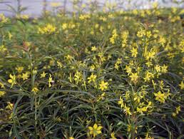 Image result for Lysimachia barbata