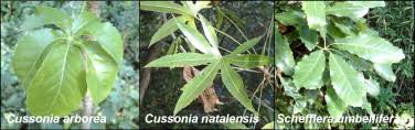 Image result for Cussonia corbisieri