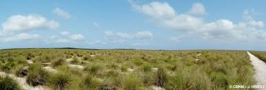 Image result for Sclerodactylon macrostachyum