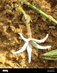 Image result for Orthanthera jasminiflora