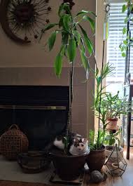 Image result for Cnestis polyphylla