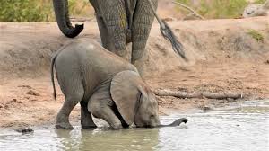 Baby Elephant Struggles To Drink Water With Trunk Before Using His Mouth
