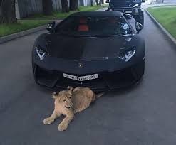 pin by pablo mella on lovely cars and moda fashion fan luxury cars bentley super cars dream cars lamborghini