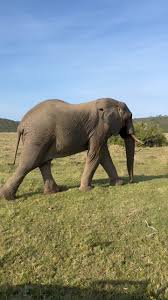 Image result for Maerua cafra