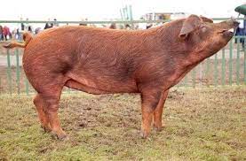 Apparently The Internet Likes Duroc Pigs Pig Pig Breeds Pig Images