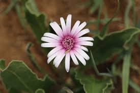 Image result for Gerbera viridifolia