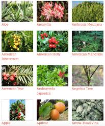 Check spelling or type a new query. Toxic And Non Toxic Plants List For Dogs Cats And Horses In 2021 Plants Pet Care Pets