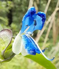 Image result for Commelina nyasensis