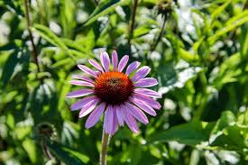 Image result for Indigofera cylindracea