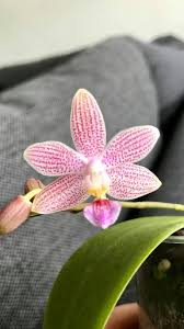 Image result for Leptoderris goetzei