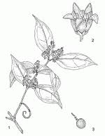 Image result for Strychnos usambarensis