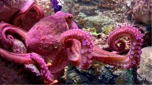 This species is difficult to describe because it changes color and texture to blend into its surroundings, using specialised skin cells known as chromatophores. Beautiful Coral Reef Fish Tank Octopus Aquarium Cineaqua Paris France Youtube