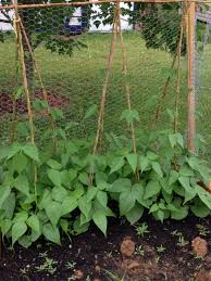 It was introduced as kentucky wonder by james j.h. Here Are Some Kentucky Pole Beans That I Am Growing From Seeds Sent Out In The Seeds Of The Month Club Pole Beans Month Club Seeds