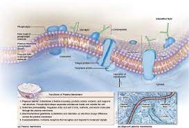 4 5 Structure And Functions Of The Plasma Membrane Plasma Membrane Membrane Plasma
