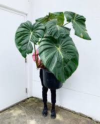 Arium Botanicals On Instagram Philodendron Pastazanum Our Local Resident Monster With Character W Plant Care Houseplant Philodendron Plant Evergreen Plants