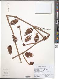 Image result for Cissus humbertii