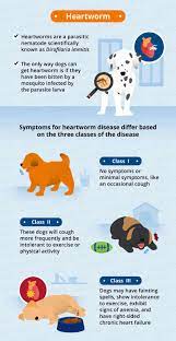 Common Causes Of Puppy Coughing Canna Pet