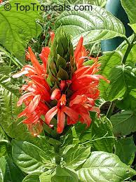 Image result for Pachystachys