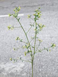 Image result for Helinus