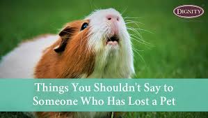 If she wants to talk about her pet's life, be prepared with stories and memorabilia. Things You Shouldn T Say To Someone Who Has Lost A Pet