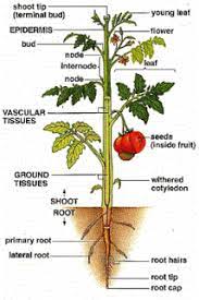 Plant Morphology Kebun